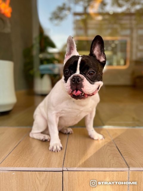Bonnie - French Bulldog Dog