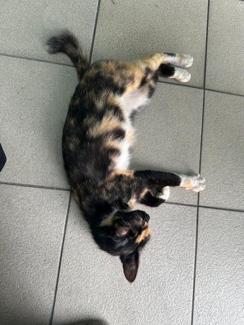 Splotch: The Most Loving Cuddle Bug - Domestic Medium Hair Cat