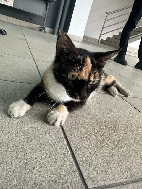 Splotch: The Most Loving Cuddle Bug - Domestic Medium Hair Cat