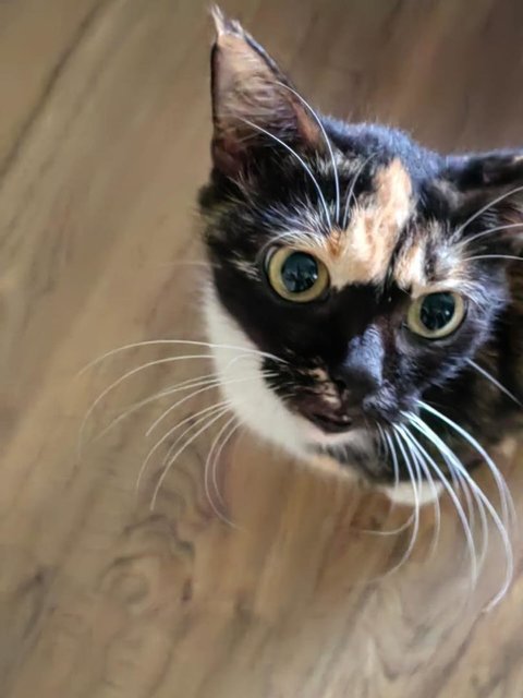 Splotch: The Most Loving Cuddle Bug - Domestic Medium Hair Cat