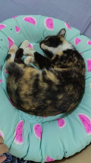 Splotch: The Most Loving Cuddle Bug - Domestic Medium Hair Cat