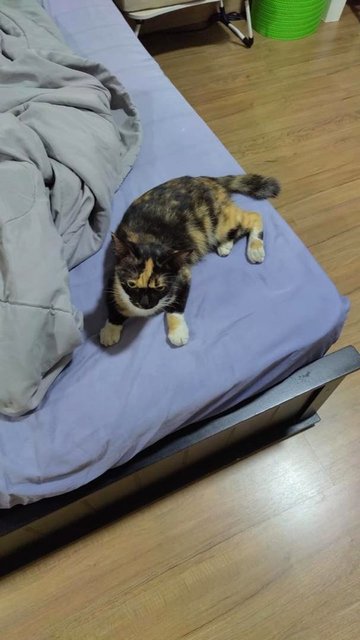 Splotch: The Most Loving Cuddle Bug - Domestic Medium Hair Cat