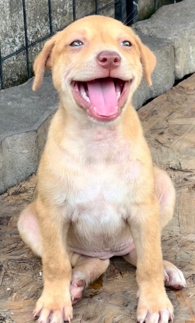 PF141760 - Mixed Breed Dog