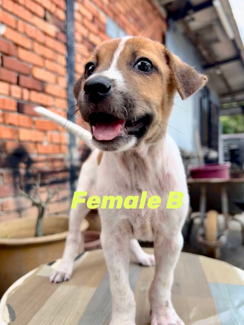 PF141760 - Mixed Breed Dog