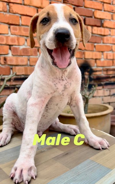 PF141760 - Mixed Breed Dog