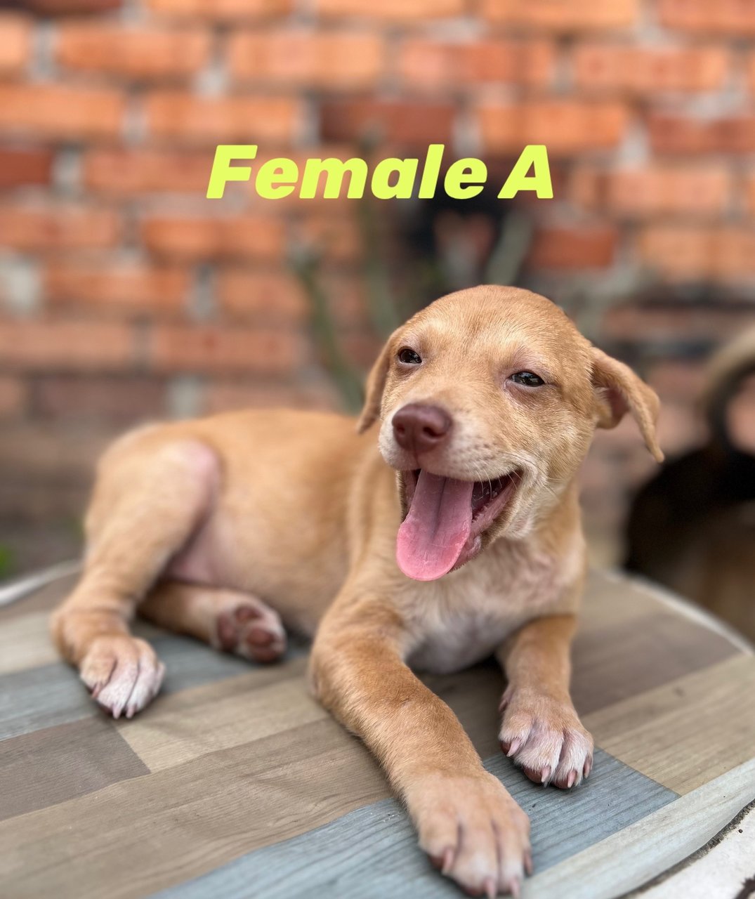 PF141760 - Mixed Breed Dog