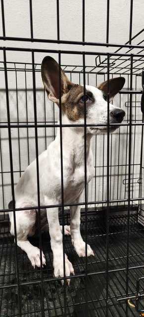 Dona - Mixed Breed Dog