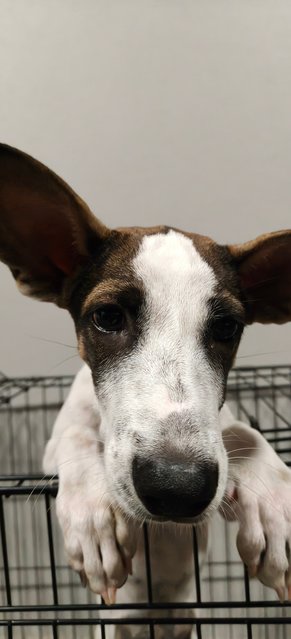 Dona - Mixed Breed Dog