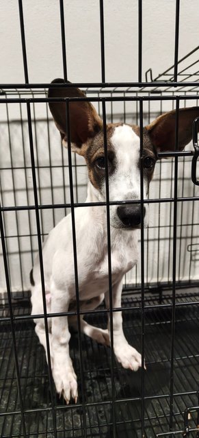 Dona - Mixed Breed Dog