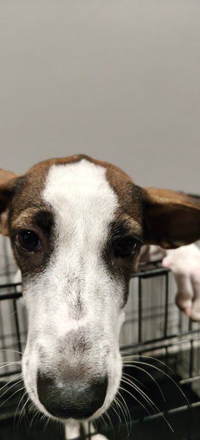 Dona - Mixed Breed Dog