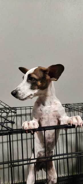 Dona - Mixed Breed Dog