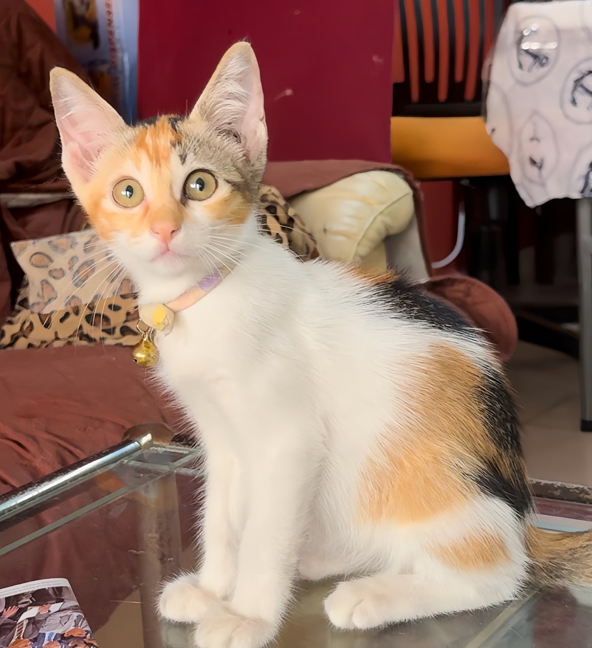 Kellie - Domestic Short Hair Cat