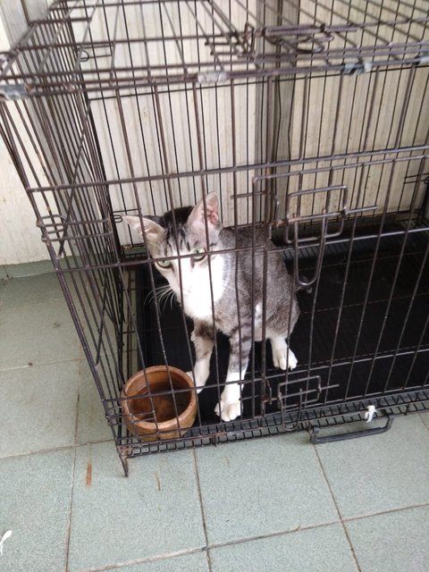 Seribu  - Domestic Short Hair Cat