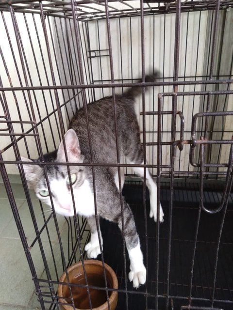 Seribu  - Domestic Short Hair Cat