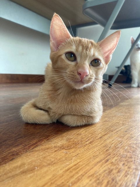 Melbourne, Sydney, Adelaide  - Domestic Short Hair Cat