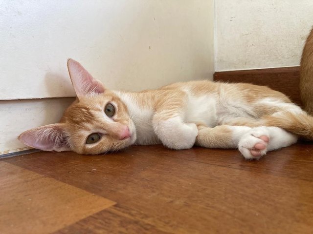 Melbourne, Sydney, Adelaide  - Domestic Short Hair Cat