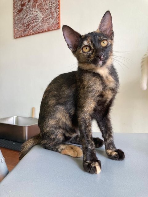 Melbourne, Sydney, Adelaide  - Domestic Short Hair Cat