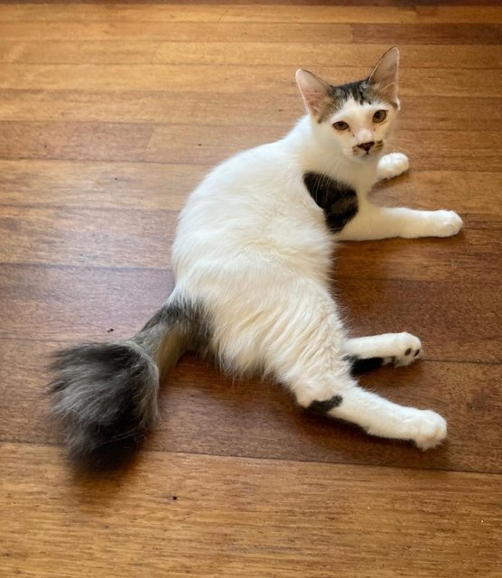 Bang Chan  - Domestic Short Hair Cat