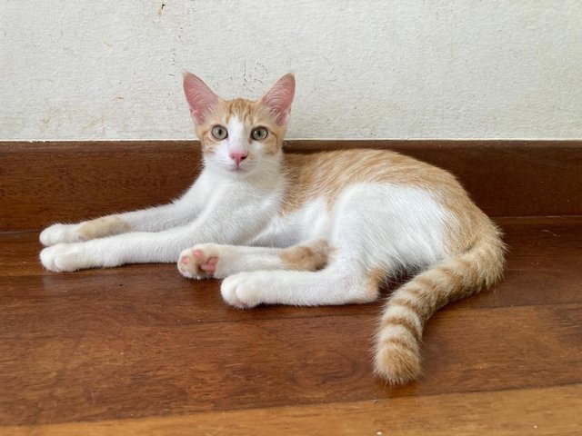 Saturn  - Domestic Short Hair Cat