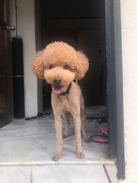 Boba - Poodle Dog