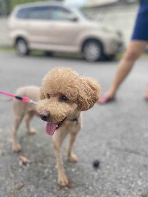 Boba - Poodle Dog