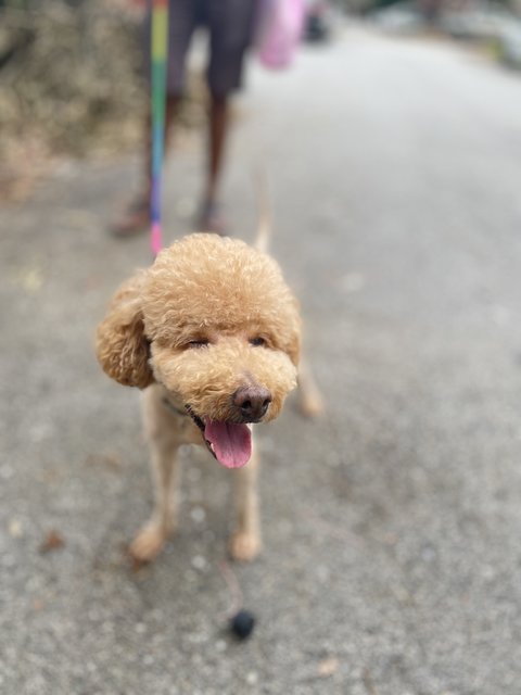 Boba - Poodle Dog