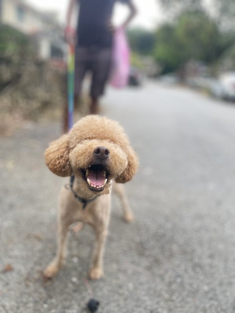 Boba - Poodle Dog