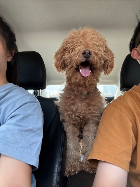 Boba - Poodle Dog