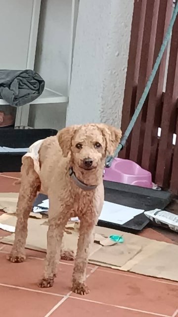 Boba - Poodle Dog