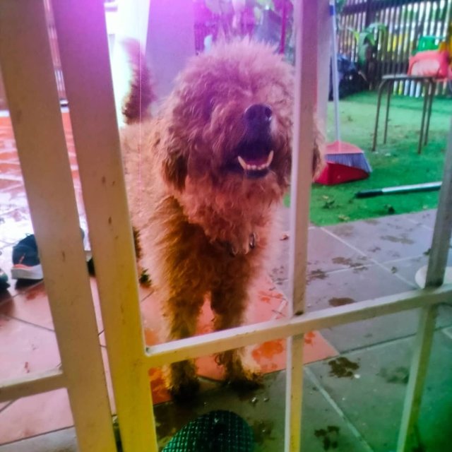 Boba - Poodle Dog