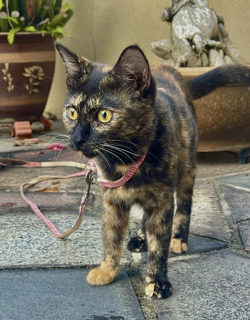Cookie - Tortoiseshell Cat