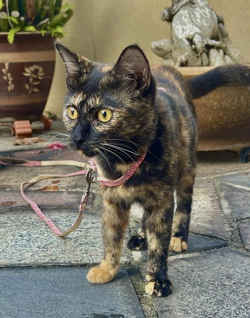 Cookie - Tortoiseshell Cat