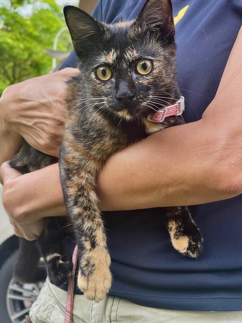 Cookie - Tortoiseshell Cat