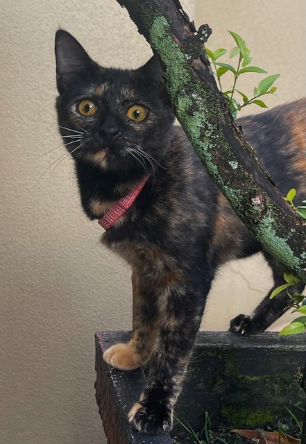 Cookie - Tortoiseshell Cat