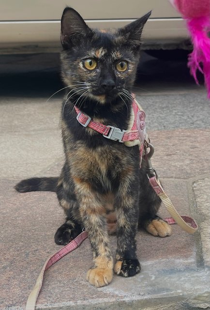 Cookie - Tortoiseshell Cat