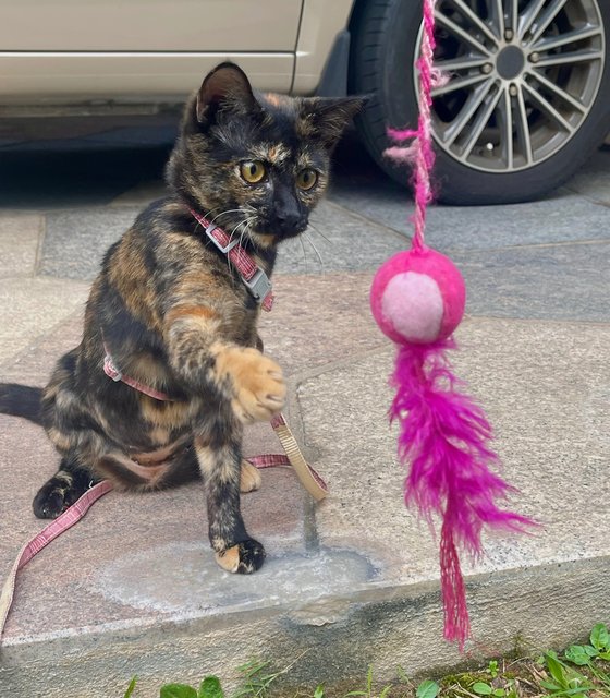 Cookie - Tortoiseshell Cat