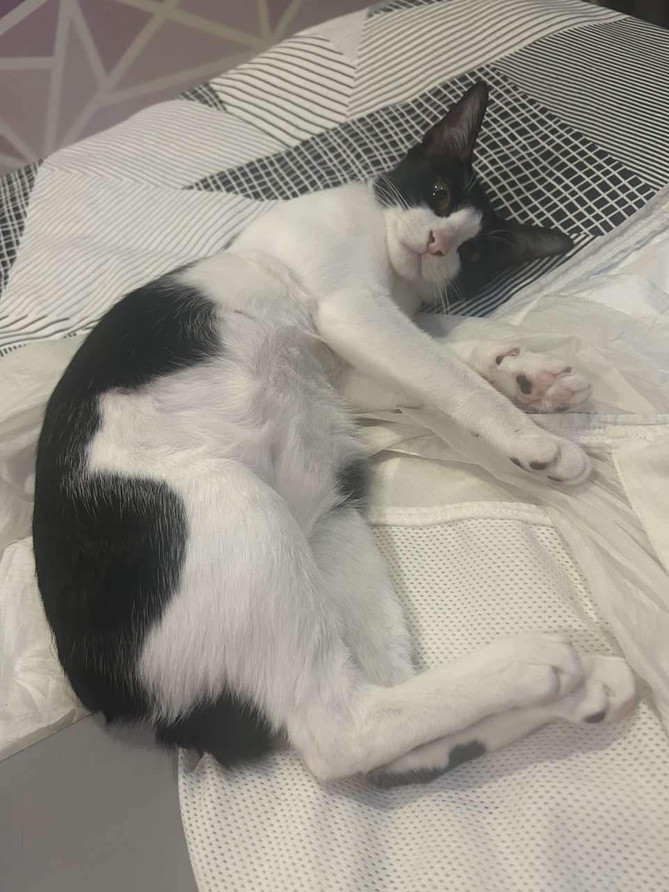 Oreo - Domestic Short Hair Cat