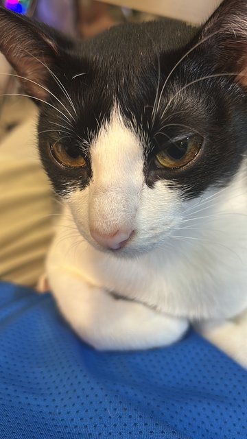 Oreo - Domestic Short Hair Cat