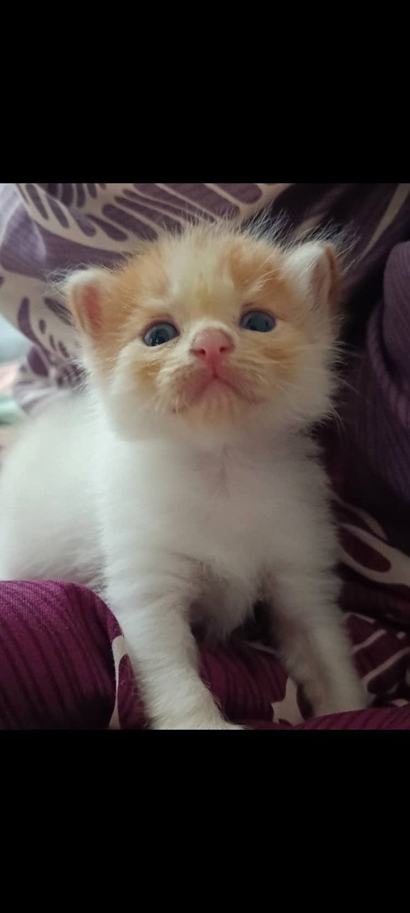 Haven't Name  - Dilute Calico + Siamese Cat