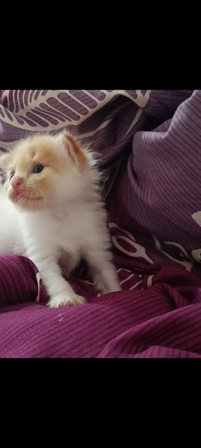 Haven't Name  - Dilute Calico + Siamese Cat