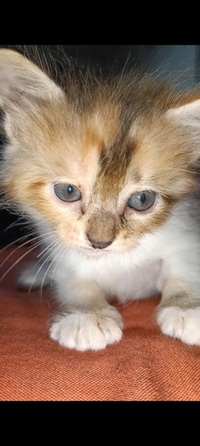 Haven't Name  - Dilute Calico + Siamese Cat