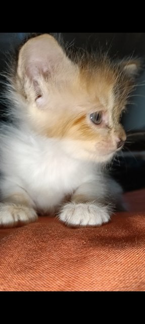 Haven't Name  - Dilute Calico + Siamese Cat