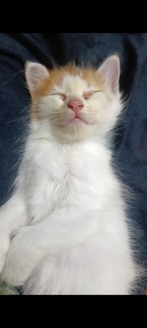 Haven't Name  - Dilute Calico + Siamese Cat