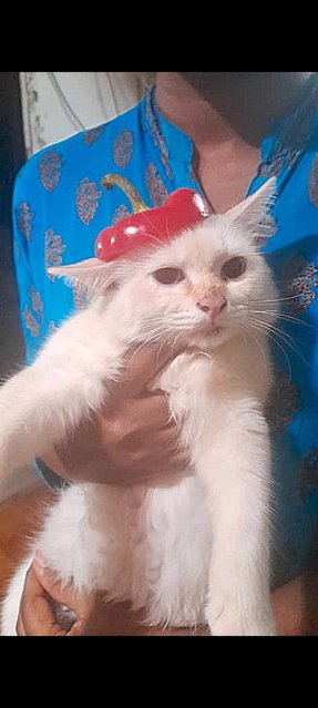 Sofia - Siamese + Turkish Angora Cat