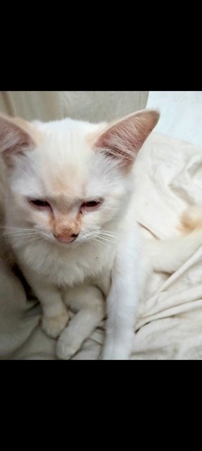 Sofia - Siamese + Turkish Angora Cat