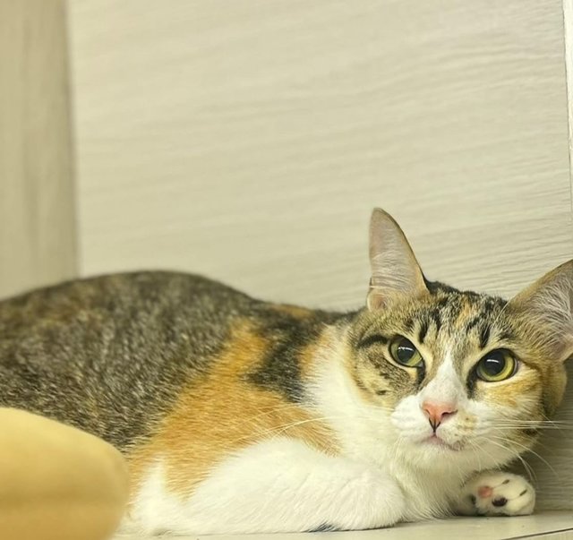 Trixie❤️ - Domestic Medium Hair Cat