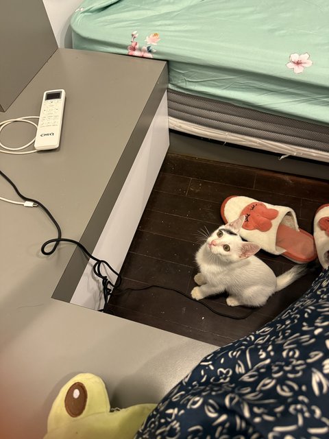 Whity - Domestic Short Hair Cat