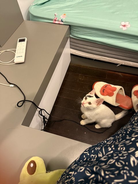 Whity - Domestic Short Hair Cat