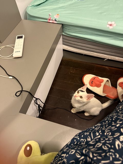 Whity - Domestic Short Hair Cat