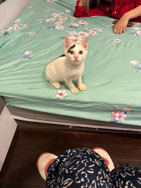 Whity - Domestic Short Hair Cat